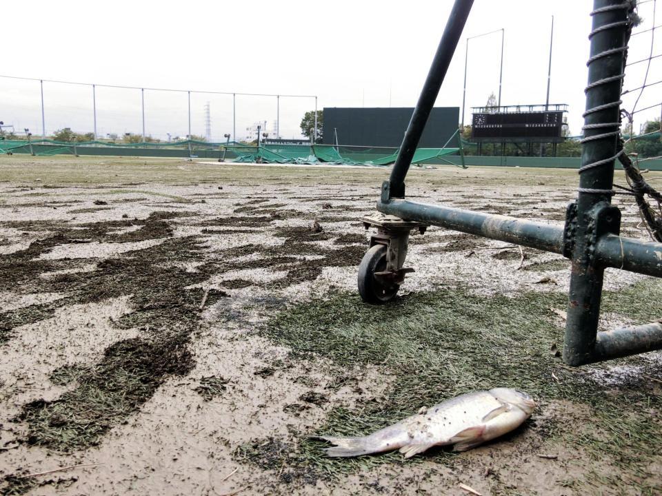 台風19号の大雨による冠水が引いたヤクルト・戸田球場。ベンチ前には取り残された魚が