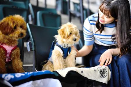 　日本ハムが愛犬と楽しめる「ワンだふるフェスティバル」を開催、シートに犬を座らせるファイターズガールの田中杏奈さん（球団提供）
