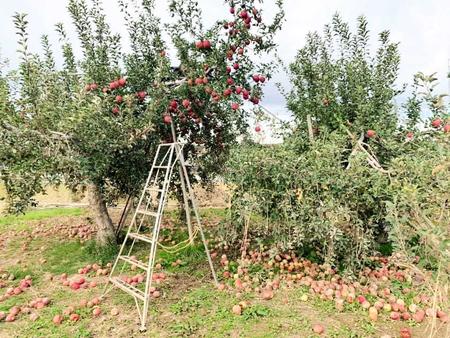 　被害を受けたリンゴ畑（やまだい農園提供）