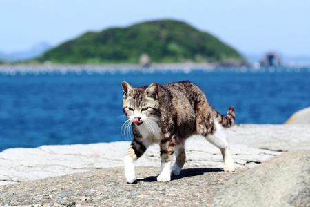 「猫の島」で人気の福岡県相島