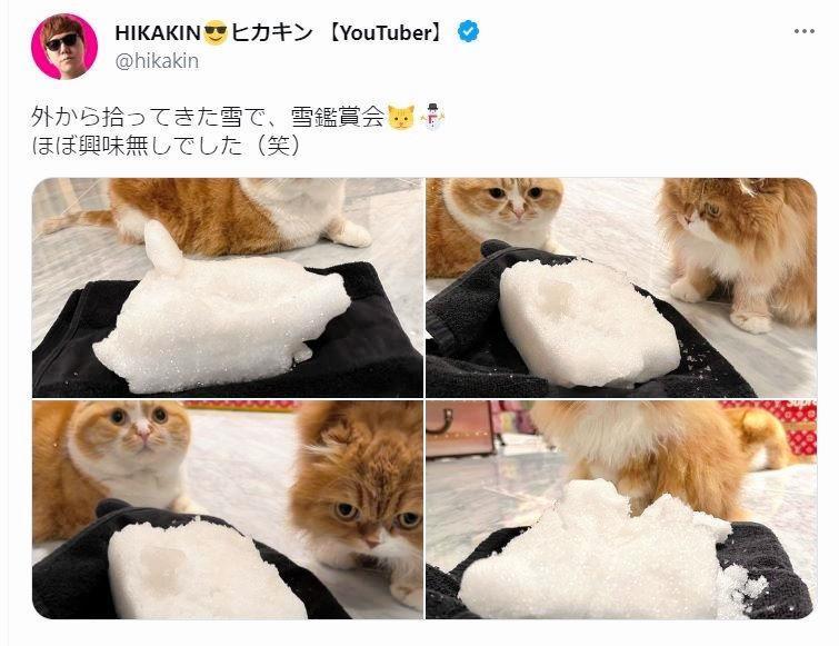 ヒカキン 愛猫まるお＆もふこ「雪鑑賞会」 冷たい視線でナニコレ？の警戒顔 可愛すぎると反響/芸能/デイリースポーツ online