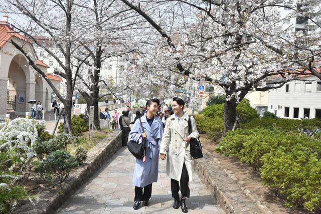 桜並木の中を宝塚音楽学校へ向かう合格者