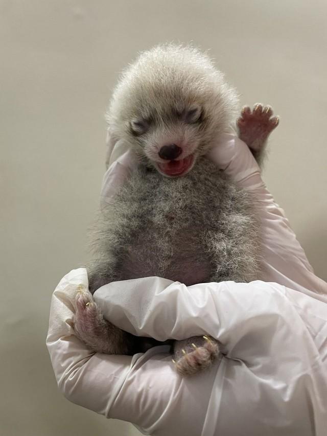 7月17日。産まれたばかりのレッサーパンダ。かわいい！画像提供：那須どうぶつ王国
