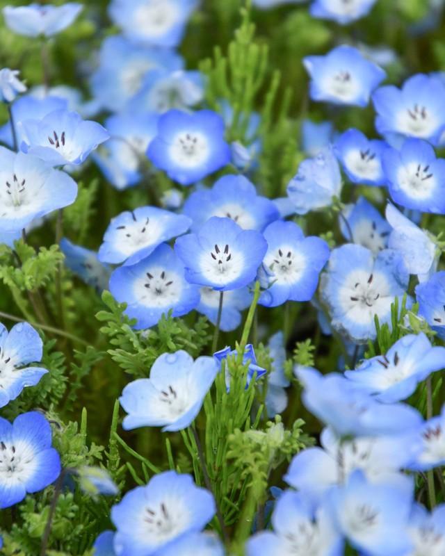 赤ちゃんの青い瞳を思わせるネモフィラの花