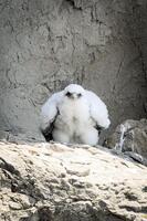 　ｋｅｉさん撮影　ムッキムキの雛鳥