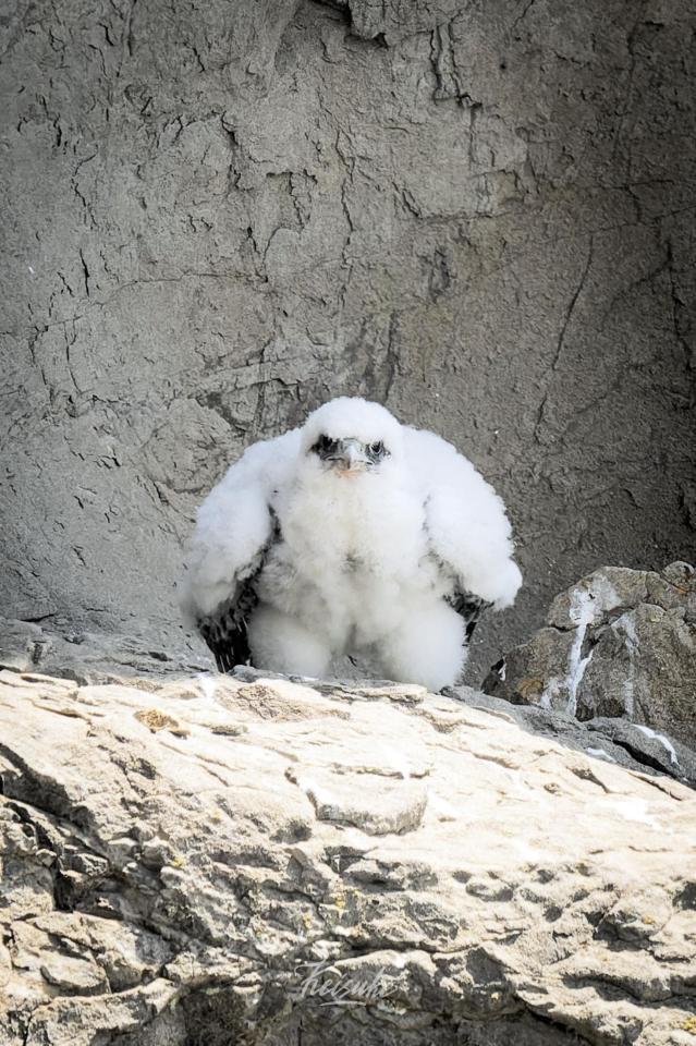 　ｋｅｉさん撮影　ムッキムキの雛鳥