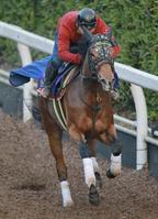 　文句なしの走りを披露したジェンティルドンナ