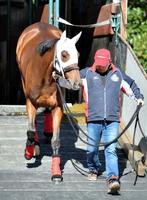 東京競馬場に到着したジェンティルドンナ