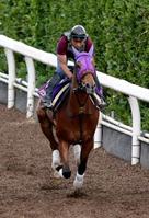 ブレのない走りで栗東坂路を駆け上がったジェンティルドンナ