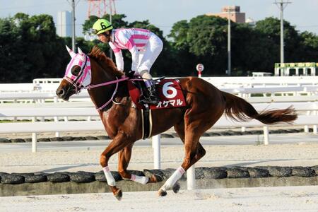 兵庫３冠達成に挑むオケマル（提供・兵庫県競馬組合）
