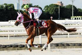 兵庫３冠達成に挑むオケマル（提供・兵庫県競馬組合）