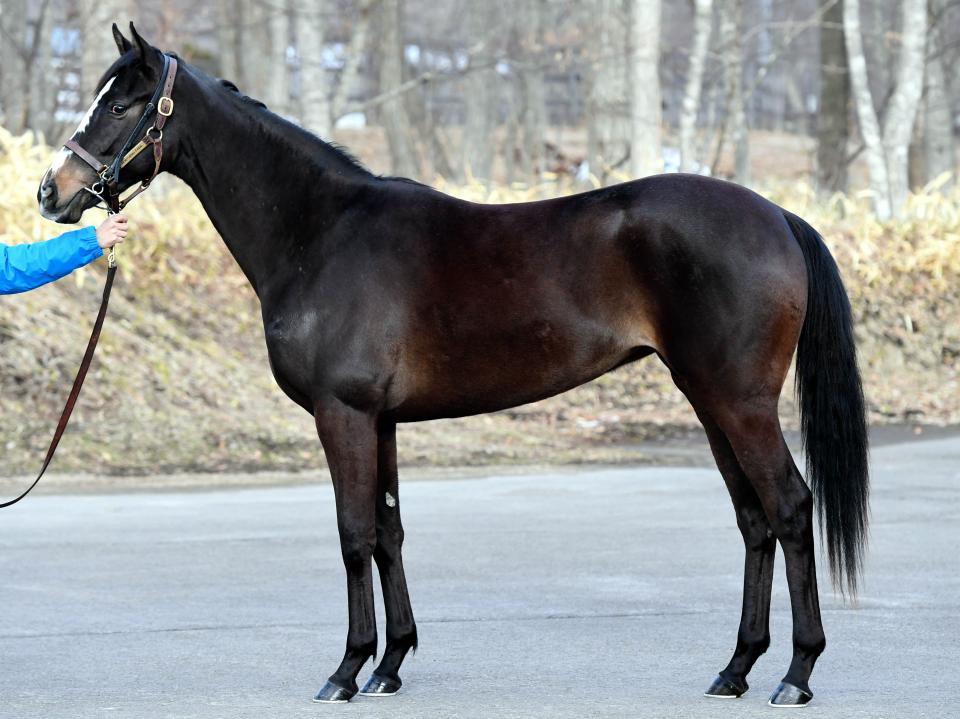 シルヴァーカップ１７