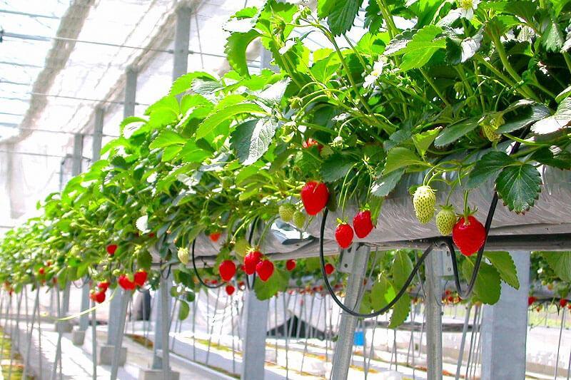 　「淡路ファームパーク イングランドの丘」のイチゴ収穫体験　提供：イングランドの丘