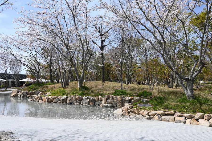 　ほぼ満開の桜に「桜咲いてる」「キレイ！」と通りがかった人たちから声が（撮影４月９日：「大阪・関西万博」）