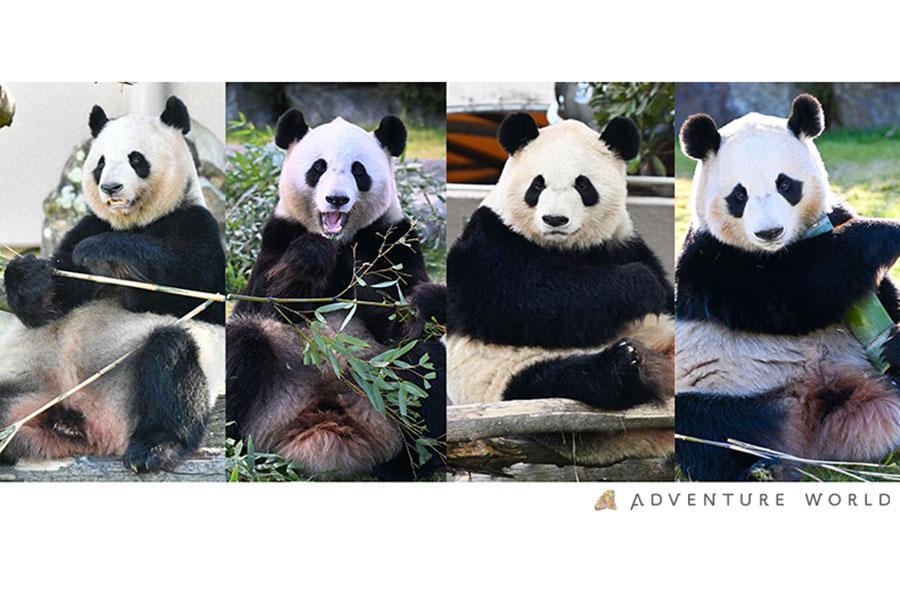 「アドベンチャーワールド」に暮らすジャイアントパンダは現在４頭