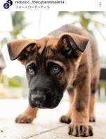 　チャップマンの愛犬。レッドソックスの球団公式インスタグラム（ｒｅｄｓｏｘ）より