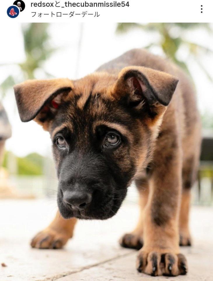 　チャップマンの愛犬。レッドソックスの球団公式インスタグラム（ｒｅｄｓｏｘ）より