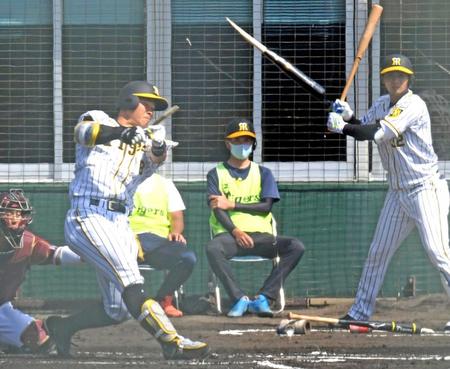 楽天との練習試合で阪神・佐藤輝明（左）がバットを折りながら大飛球のファウルを放つ。直後に打球が私に直撃した＝１６日、宜野座（撮影・山口登）