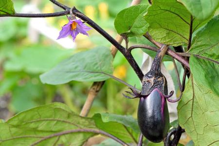 　親の意見と茄子の花は、千にひとつの仇もなし　※写真はイメージです（rrice／stock.adobe.com）