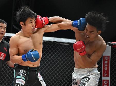 　パンチを打ち合う才賀紀左衛門（左）、細川一颯＝１１月２３日