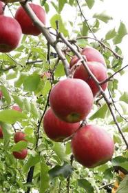 　青森県の農園のリンゴ