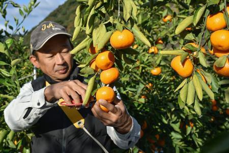 　「木熟ミカン」を収穫する栽培農家の田中大介さん＝４日午前、和歌山県田辺市