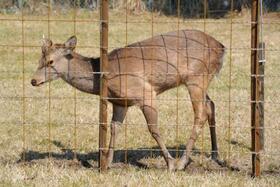 　大阪市内を放浪し、捕獲され「シカやん」と命名されたシカ＝３日午前、大阪府能勢町