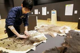 　展示された動物の毛皮を触る博物館の担当者＝３月、北海道白老町