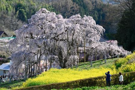 　見頃を迎え、多くの観光客が訪れている「三春滝桜」＝８日午後、福島県三春町