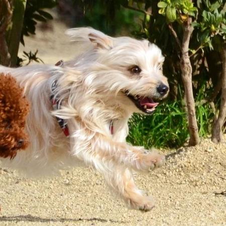 散歩すら知らず 遺棄されたテリアミックス犬 アウトドア派の里親のもとで笑顔を取り戻すまで ライフ 社会総合 デイリースポーツ Online