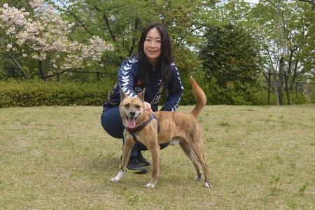 係留用ワイヤーを引きずり放浪していた琉球犬の血を引くフィガロ君 元レスリング世界女王の家族になる ライフ 社会総合 デイリースポーツ Online