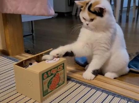 ボタンを押すと“猫ちゃん”が…こんな貯金箱に本物の猫ちゃんたちがはまっています／「みかんとじろうさんち」（@jirosan77）さん提供