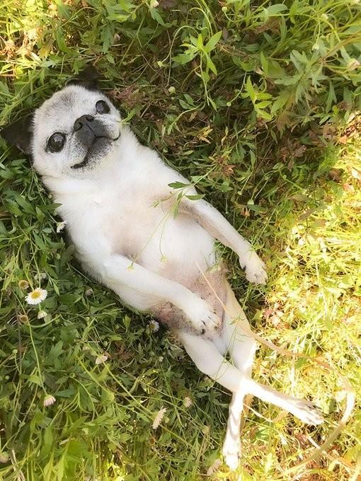 Twitter上で、草むらに目を見開いたまま“へそ天”で転がるパグ犬の写真を目にして驚く人が相次いだ（提供写真）