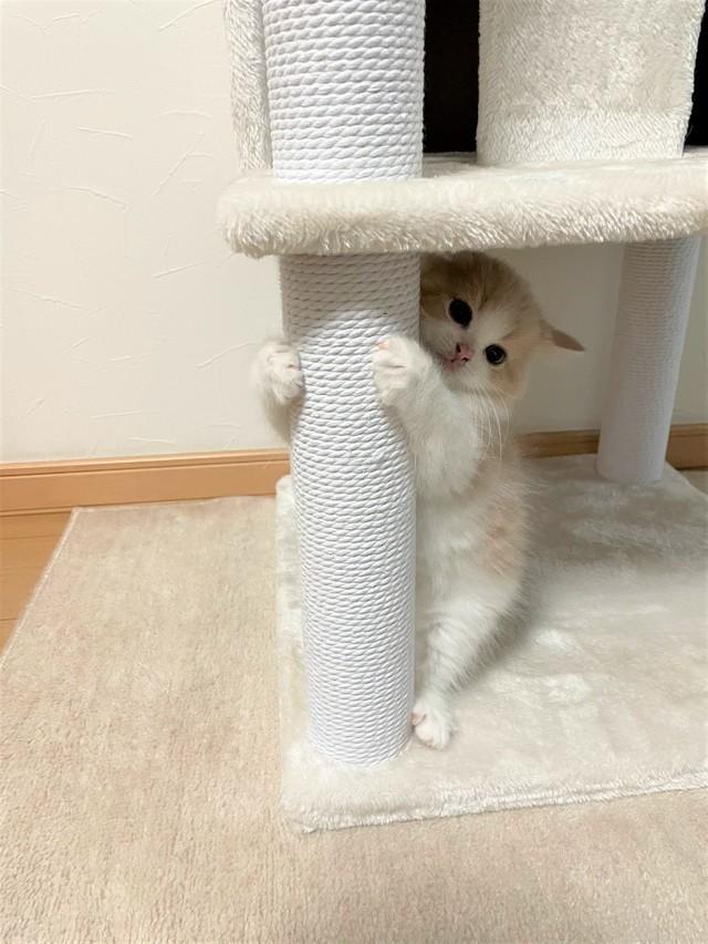 キャットタワーの柱に抱きつく子猫がまるで避難訓練をしているかのように見えるとTwitter上で話題に（提供写真）