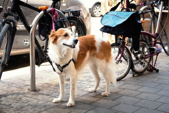 犬が繋がれているのは、よく見かけますよね（Georgy Dzyura/stock.adobe.com）