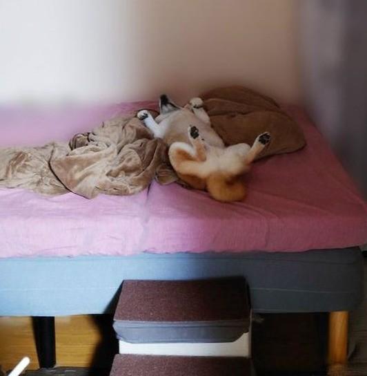 「爆睡中ですが、何か？」（画像提供：こま次郎さん）