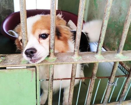 千葉県動物愛護センターの檻の中で、希望を失ったかの表情で過ごしていたさくや