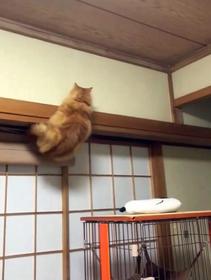 クモさんを捕まえようと天井までよじ登ろうとする猫さんが話題に（からし先生提供、Xよりキャプチャ撮影）