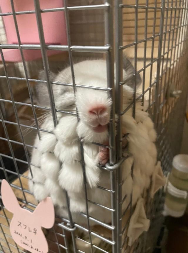 ギューっと柵に体を押し付けるスフレちゃん（画像提供：もふもふさん）