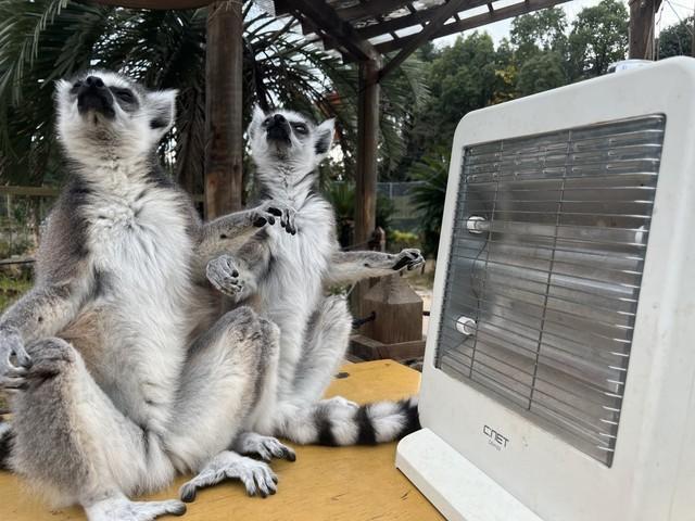 温まりやすいようにストーブに向かって手を広げます　写真提供：日本モンキーセンター