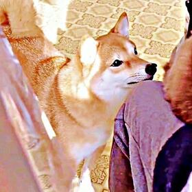 「次は、私？」 抱っこされる猫をじっと見つめるようこちゃん（画像提供：シバシバお豆さん）