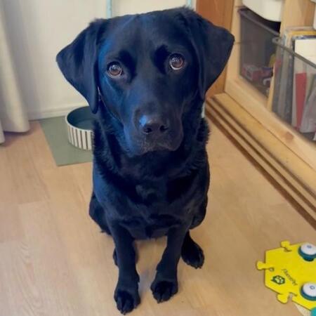 仕事中のパパのもとへやって来たうぶちゃん。この後、感動の展開に！（画像提供：うぶ UBU ラブラドールレトリバーさん）