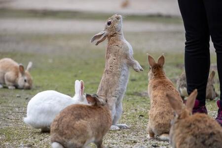 そうなんです、ウサギは立つんです（画像は参考）