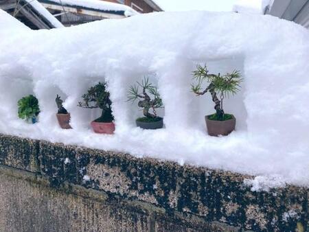 盆栽が入ったかまくらのよう