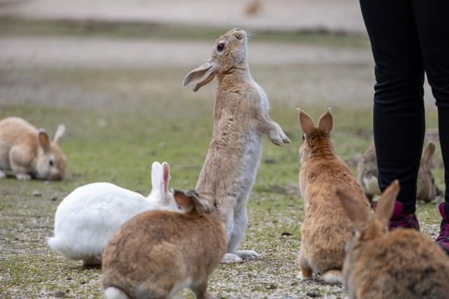 そうなんです、ウサギは立つんです（画像は参考）