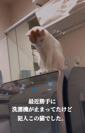 最近勝手に洗濯機が止まっていたが、犯にゃんは・・・！？（「ご飯と猫」さん提供、Instagramよりキャプチャ撮影）
