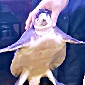 お父さんのなでなで最高♡ うっとりするブタバナガメ（画像提供：corokukizさん）