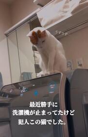 最近勝手に洗濯機が止まっていたが、犯にゃんは・・・！？（「ご飯と猫」さん提供、Instagramよりキャプチャ撮影）