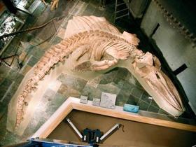 　新種と判明した群馬県立自然史博物館のクジラの化石＝群馬県富岡市（同館提供）