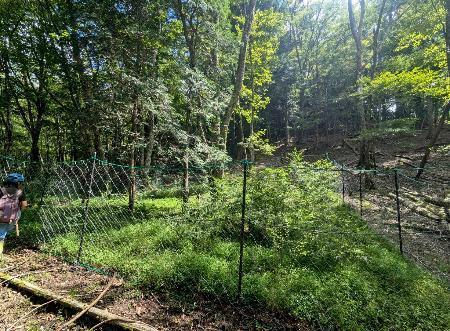 　宮崎県椎葉村の九州大宮崎演習林に設置されたシカの防除柵＝２０２２年８月（九州大大学院・阿部隼人助教提供）